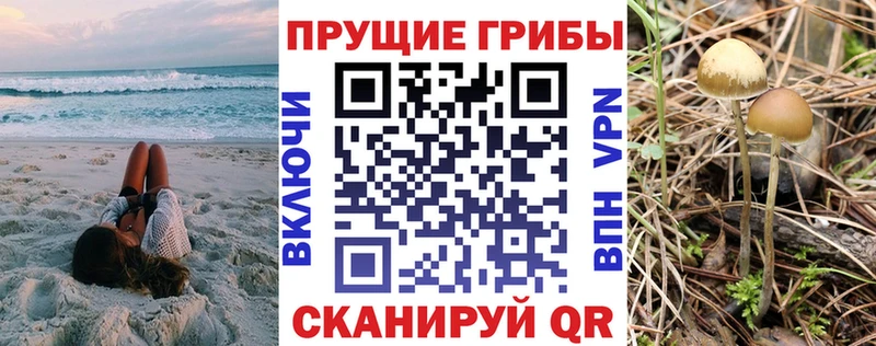 Купить  Сычёвка  Галлюциногенные грибы MAGIC MUSHROOMS 
